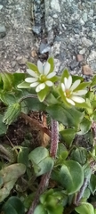 Stellaria media