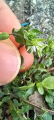 Stellaria media