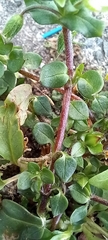 Stellaria media