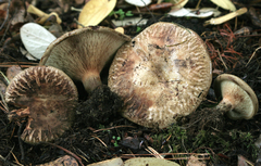 Paxillus cuprinus