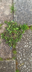 Stellaria media