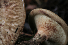 Paxillus cuprinus