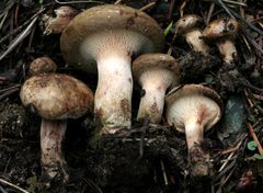 Paxillus cuprinus
