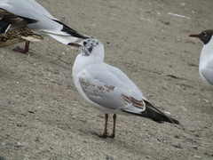 Chroicocephalus ridibundus