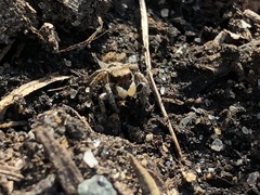 Habronattus coecatus