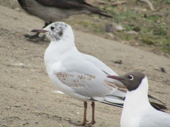 Chroicocephalus ridibundus