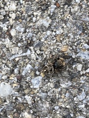 Habronattus coecatus