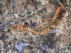 Scolopendra cingulata