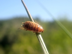 Phyllodromica