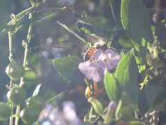 Apis mellifera