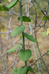 Adenia spinosa