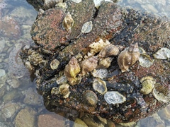 Ceratostoma rorifluum