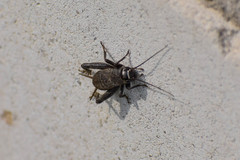 Modicogryllus frontalis
