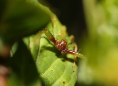 Oxytate striatipes