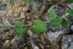 Adenia spinosa
