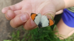 Anthocharis julia sulfuris