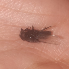 Copestylum mexicanum