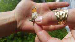 Anthocharis julia sulfuris