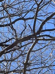 Sitta europaea