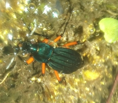 Carabus galicianus