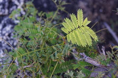 Albizia brevifolia