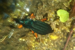 Carabus galicianus