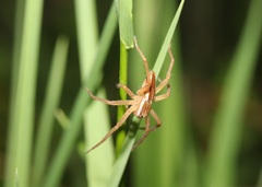 Dolomedes sulfureus