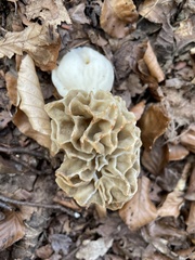 Morchella esculenta