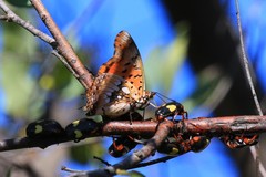 Charaxes jahlusa rex