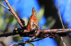Charaxes jahlusa rex