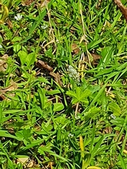 Anthocharis cardamines