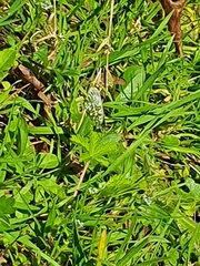 Anthocharis cardamines