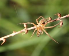 Dolomedes sulfureus