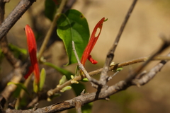 Anisotes rogersii