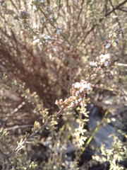 Eriocephalus capitellatus