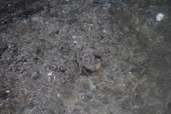 Myomenippe hardwickii