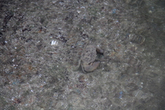 Myomenippe hardwickii