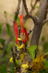Anisotes rogersii