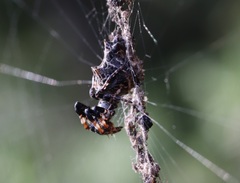 Cyclosa octotuberculata