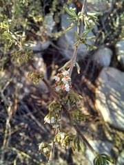 Eriocephalus capitellatus