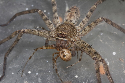 Pantropical huntsman spider