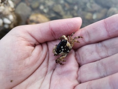 Hemigrapsus sanguineus