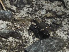 Cicindela gemmata