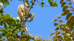 Pygmy Three-Toed Sloth photo 3