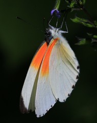 Mylothris rueppellii