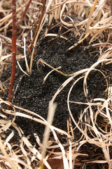 Dolichoderus taschenbergi