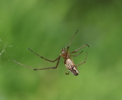 Tetragnatha praedonia