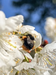 Bombus xanthopus