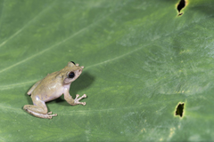 Kurixalus eiffingeri
