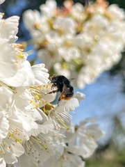 Bombus xanthopus